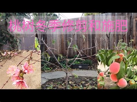 桃子樹種植|【桃子籽種植】從桃子籽到盆栽水蜜桃樹：簡單幾步，輕鬆種出你。